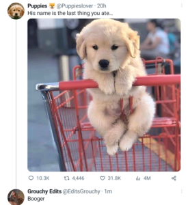 grouchyeditor.com puppy